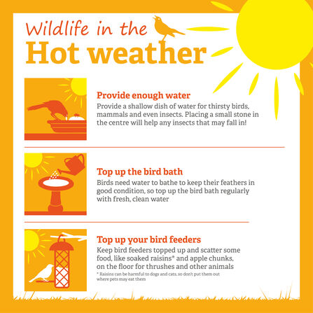 Help Wildlife Survive The Heatwave Too Urges Trust Berks Bucks And help-wildlife-survive-the-heatwave-too-urges-trust-berks-bucks-and